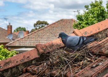 O que significa quando uma pomba faz ninho na sua casa