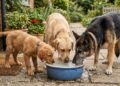 Quantas vezes por dia seu cachorro deve beber água? Guia básico para filhotes, adultos e idosos