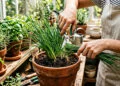 O truque que faz a cebolinha crescer de novo sem parar em casa