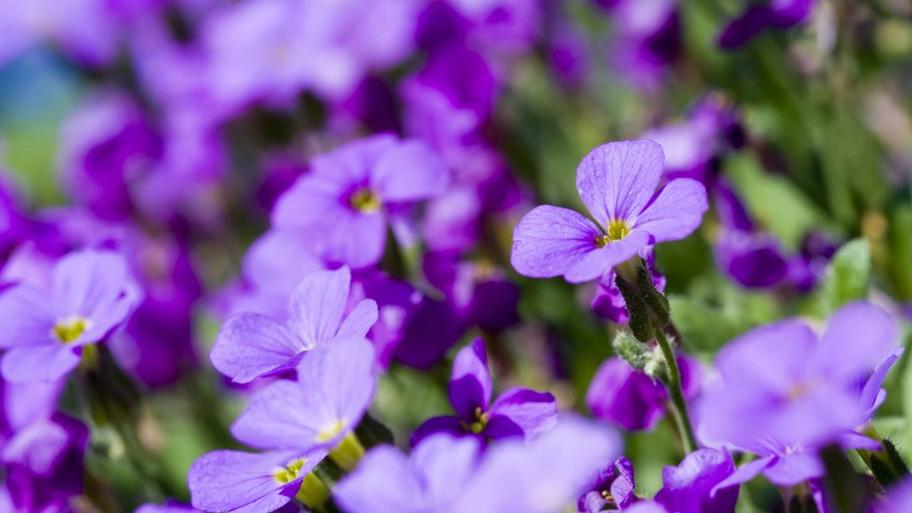 Nomes femininos inspirados em flores suaves que representam criatividade e liberdade