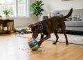 O jeito mais inteligente, calmo e saudável de cansar seu cachorro dentro de casa sem depender só do passeio