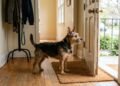 Os cachorros de pequeno porte que avisam qualquer movimento estranho imediatamente