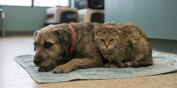 O que acontece quando cães e gatos não seguem o calendário de vacinas