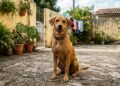 Os nomes mais criativos para cachorro caramelo que fazem sucesso nas redes sociais