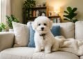 Raças de cães pequenas e encantadoras que parecem eternamente fofas e conquistam qualquer casa
