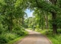 Cientistas explicam por que caminhar perto de árvores ou em parques limpa as vias aéreas muito mais do que andar na esteira da academia