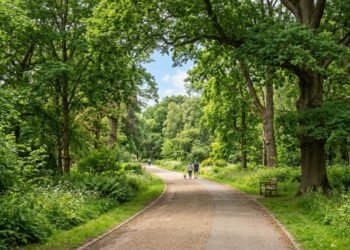 Cientistas explicam por que caminhar perto de árvores ou em parques limpa as vias aéreas muito mais do que andar na esteira da academia