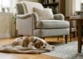Os cães mais dóceis e tranquilos para idosos que vivem sozinhos ou em apartamentos