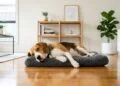 Os cães mais limpos para quem quer uma casa sem odor forte de pet