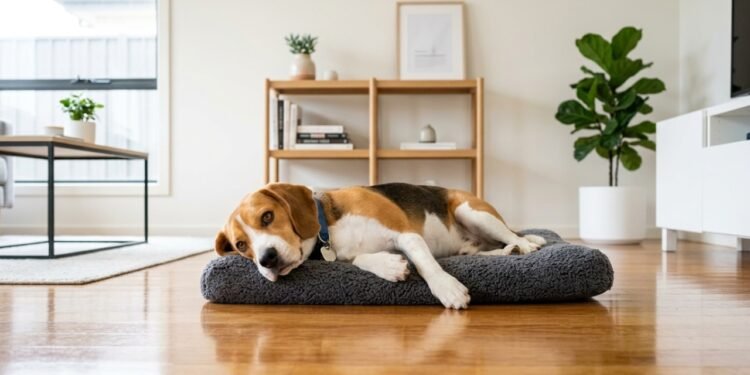 Os cães mais limpos para quem quer uma casa sem odor forte de pet