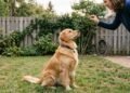 Por que alguns cães respondem melhor aos donos do que outros, segundo especialistas