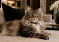 Nomes chiques e diferentes para pets que transmitem luxo, elegância e personalidade única
