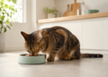 A frequência ideal da ração úmida na dieta dos gatos, segundo especialistas