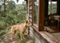 Os animais que muita gente acha bonitos de ver, mas não nasceram para viver dentro de casa
