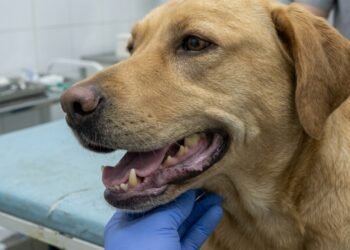 O sinal silencioso na boca de cães e gatos que pode indicar problemas cardíacos graves