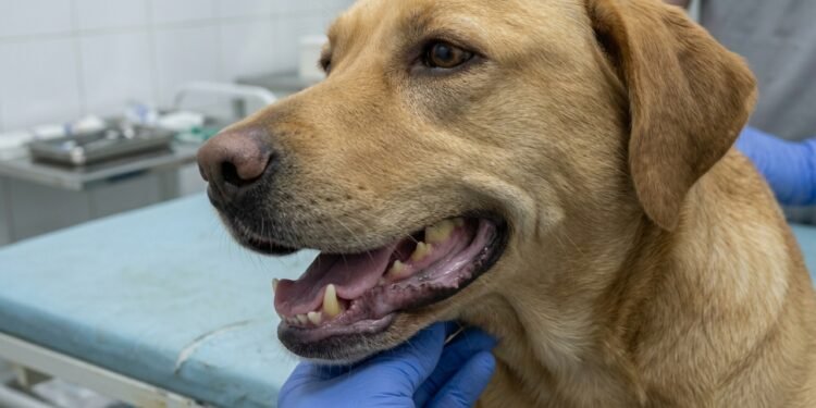 O sinal silencioso na boca de cães e gatos que pode indicar problemas cardíacos graves