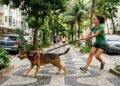 Cachorro puxando a guia no passeio: entenda as causas e como ter uma caminhada tranquila
