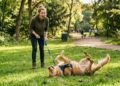 O motivo curioso que faz muitos cães rolarem em coisas fedidas durante o passeio