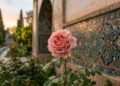 Flor de roseira desabrochando ao amanhecer em um jardim persa com azulejos ornamentais ao fundo