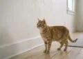 O que significa quando seu gato fica encarando a parede do nada