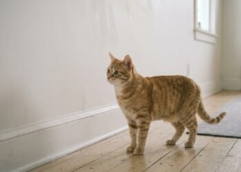 O que significa quando seu gato fica encarando a parede do nada