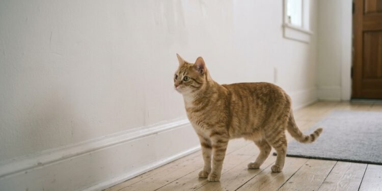 O que significa quando seu gato fica encarando a parede do nada