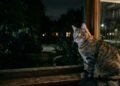 Gatos enxergam melhor no escuro que cachorros? Entenda o que a ciência revela