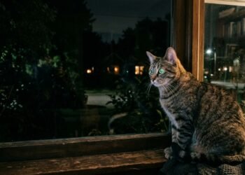 Gatos enxergam melhor no escuro que cachorros? Entenda o que a ciência revela