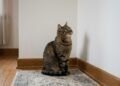 Por que o gato encara a parede, o nada ou um canto da casa por tanto tempo