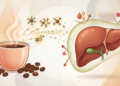 O que o café faz no fígado e como ajuda a prevenir doenças metabólicas