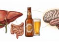 Ilustração do eixo intestino-fígado-cérebro mostrando os órgãos conectados por linhas finas ao redor de uma garrafa e um copo de cerveja.