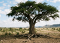 Provérbio africano do dia: "A árvore que conhece suas raízes não teme a força do vento que tenta dobrar seus galhos"
