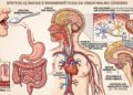 Infográfico detalhado em português mostrando a jornada da creatina no corpo: absorção intestinal, transporte sanguíneo e passagem pela barreira hematoencefálica (BHE). O diagrama detalha o ciclo mitocondrial de ATP e fosfocreatina (PCr) nos neurônios do córtex pré-frontal, destacando a resiliência à fadiga mental e proteção cognitiva sob privação de sono.