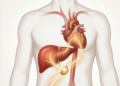 O que o consumo de alho faz no fígado e na saúde cardiovascular