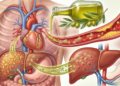 Estudo mostra o que o azeite de oliva faz no fígado e na saúde cardiovascular