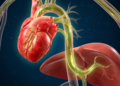 O que o consumo de azeite faz na saúde cardiovascular e fígado