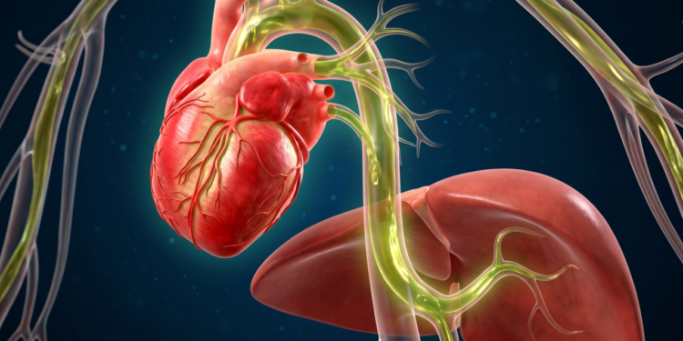 O que o consumo de azeite faz na saúde cardiovascular e fígado