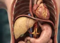 Estudo mostra os efeitos da cerveja no fígado e na saúde cardiovascular