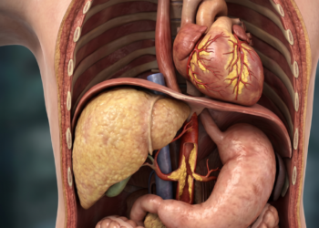 Estudo mostra os efeitos da cerveja no fígado e na saúde cardiovascular