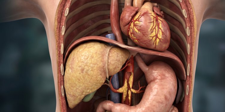 Estudo mostra os efeitos da cerveja no fígado e na saúde cardiovascular