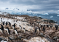 Estudos mostram que os excrementos de pinguins liberam amônia na atmosfera, e esse composto pode favorecer a formação de partículas que contribuem para nuvens sobre áreas costeiras da Antártida