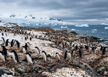 Estudos mostram que os excrementos de pinguins liberam amônia na atmosfera, e esse composto pode favorecer a formação de partículas que contribuem para nuvens sobre áreas costeiras da Antártida