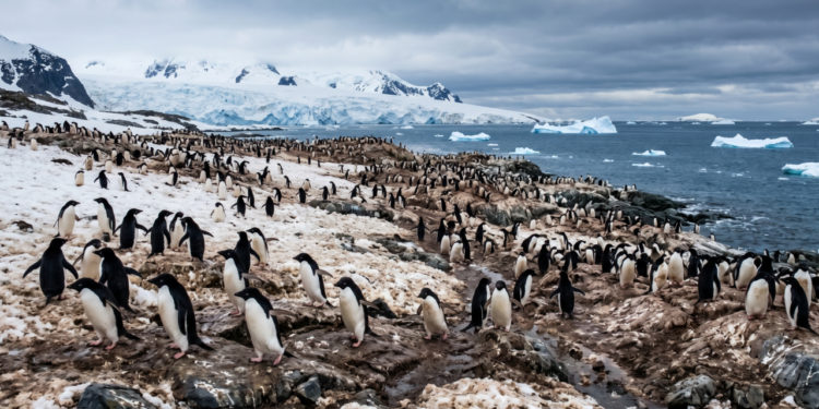 Estudos mostram que os excrementos de pinguins liberam amônia na atmosfera, e esse composto pode favorecer a formação de partículas que contribuem para nuvens sobre áreas costeiras da Antártida