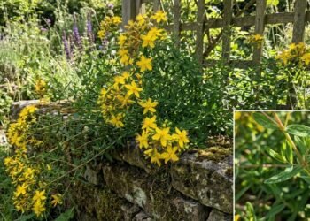 O cipó-de-são-joão como a trepadeira ideal para quem quer atrair beija-flores