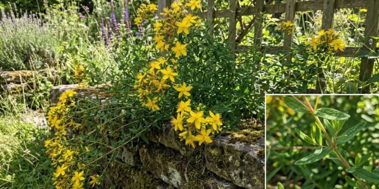 O cipó-de-são-joão como a trepadeira ideal para quem quer atrair beija-flores