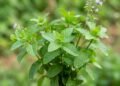A hortelã como planta digestiva e descomplicada