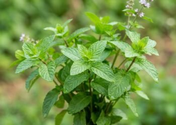 A hortelã como planta digestiva e descomplicada
