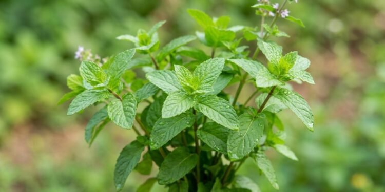 A hortelã como planta digestiva e descomplicada