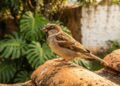 Como a presença diária de pardais no quintal funciona como um indicador biológico de qualidade ambiental