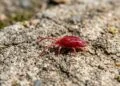 Identidade científica do ácaro vermelho do concreto
